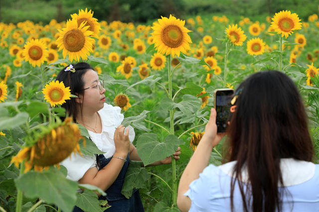 湖南邵东  向日葵  盛开  游客  拍照  蜜蜂  采蜜
