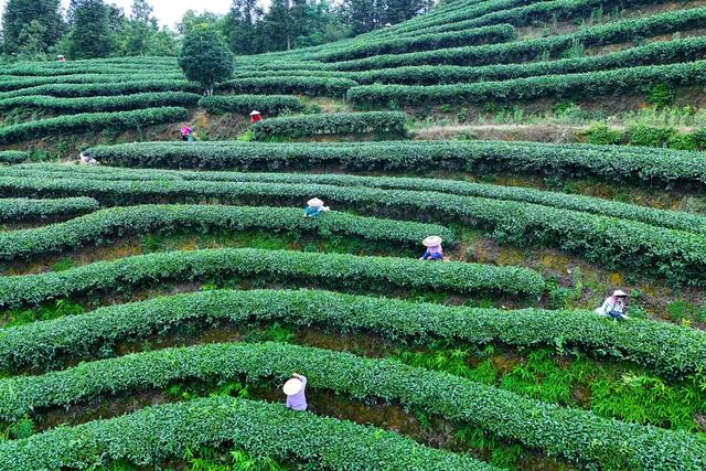 茶叶、采茶、农业、生态、农民