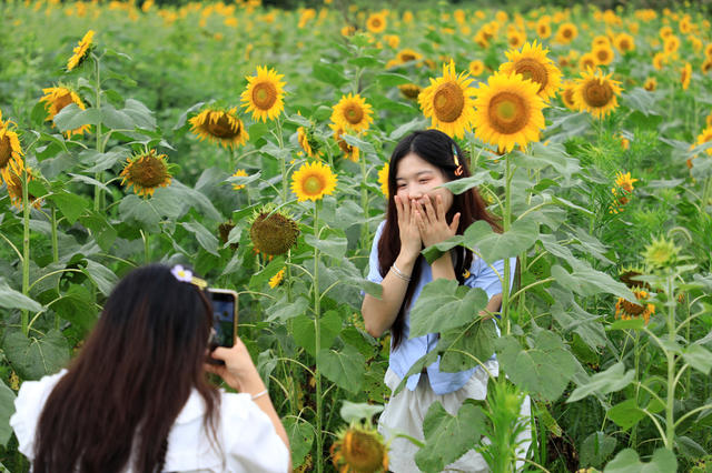 湖南邵东  向日葵  盛开  游客  拍照  蜜蜂  采蜜