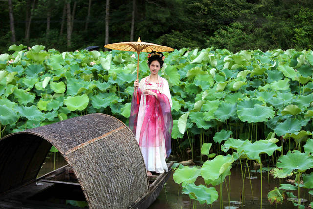 十里荷塘  荷花盛开