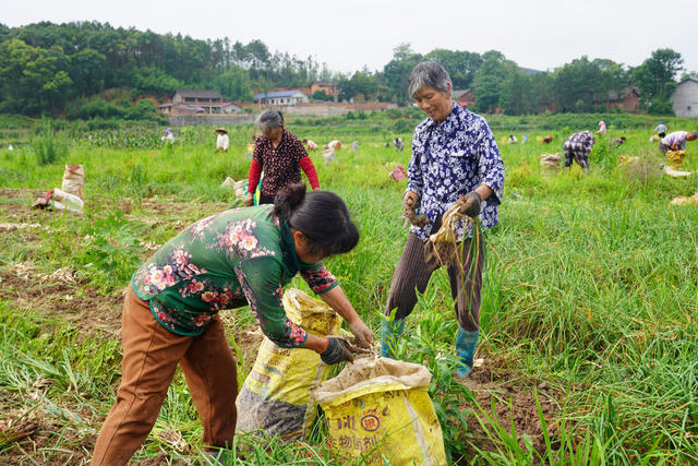 小藠头增收就业好产业