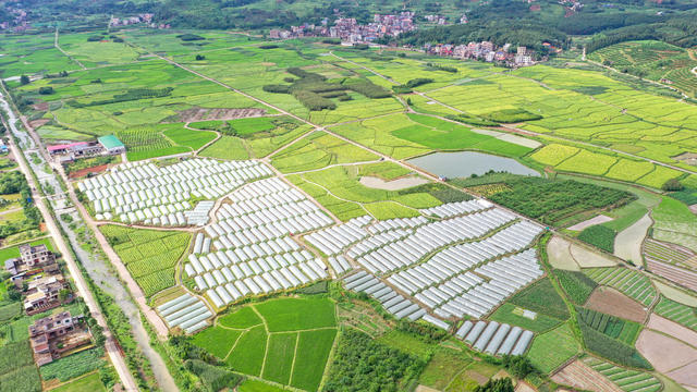 湖南 新田 大棚西瓜 增收