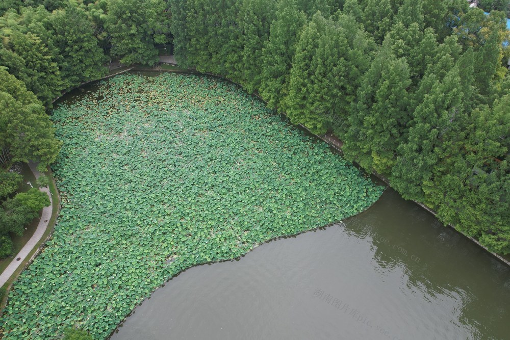 吉首 荷花 大学 风雨湖 绽放  荷香 浸人心脾 俯瞰 环绕
层层叠叠 点缀 画卷