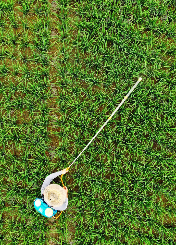 嘉禾：抢农时 防虫忙