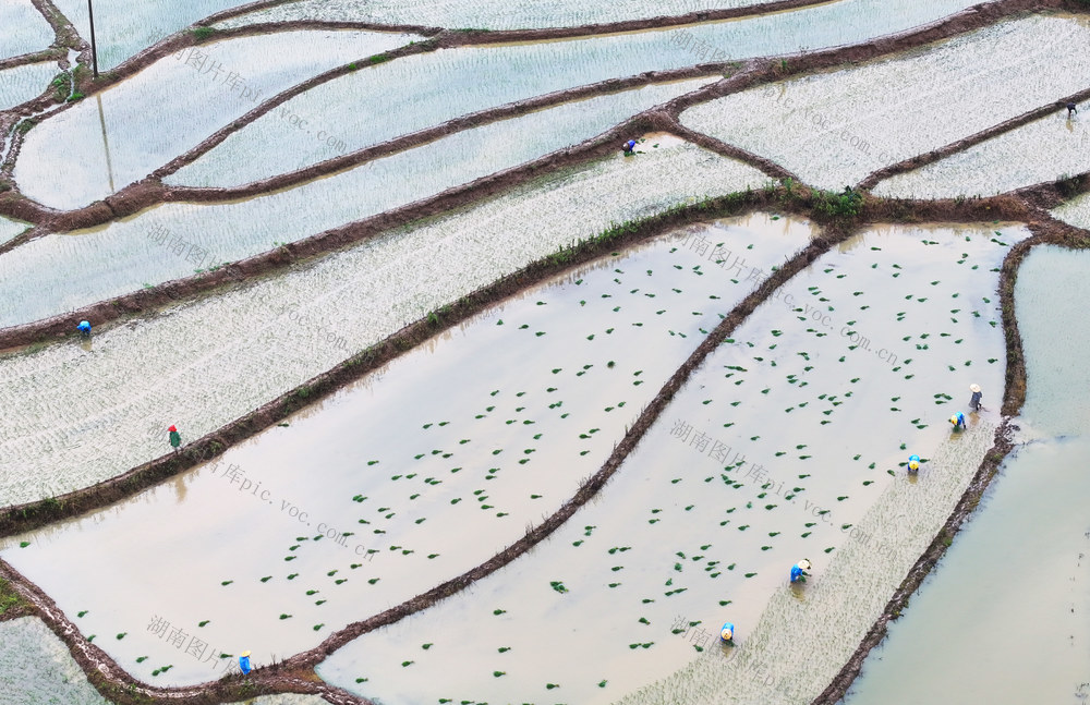 夏至 农事 农时 插秧 粮食 生产