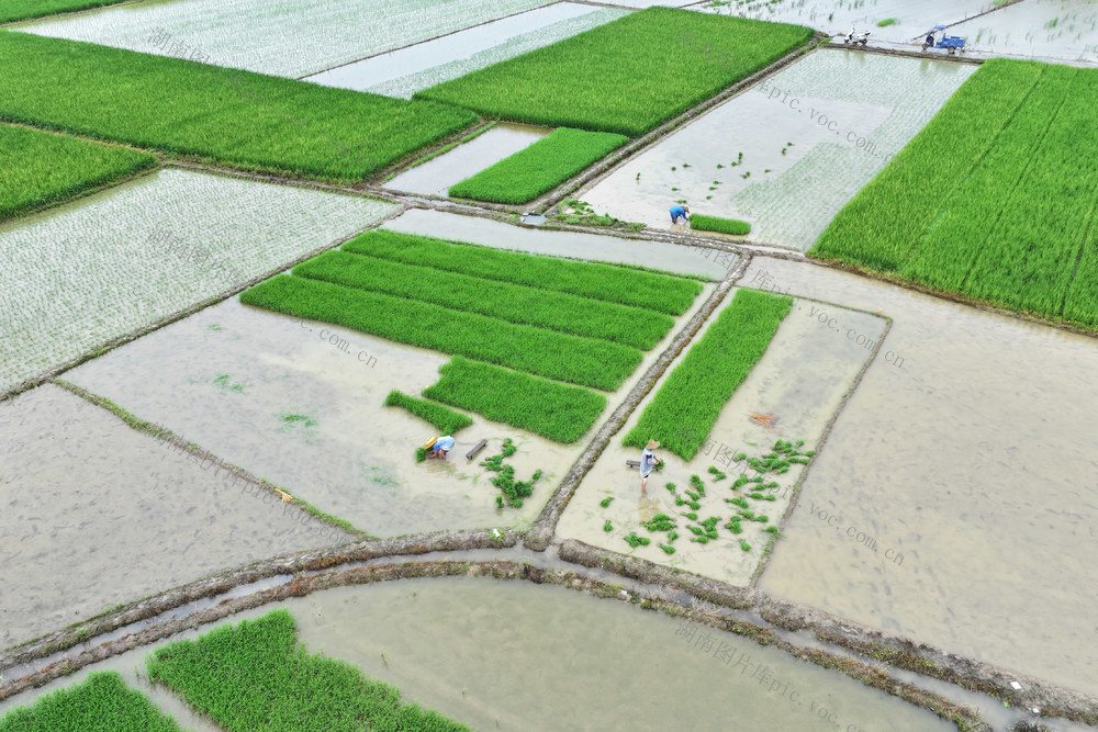 夏至 插秧
