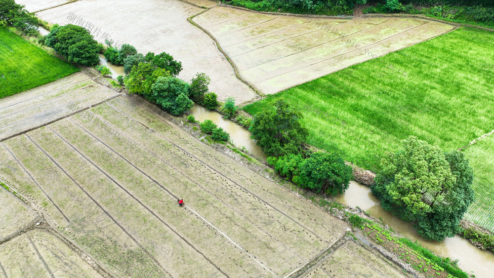 夏至、农业、农村、农事