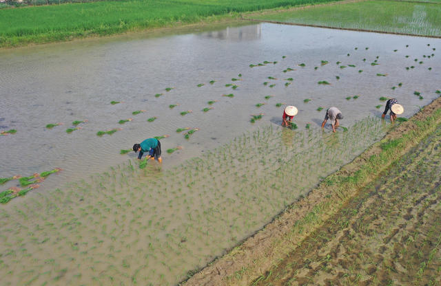 夏至、农事忙、中稻、插秧、飞防