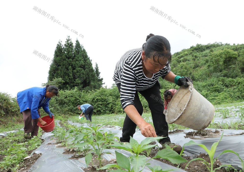 玉米套种辣椒    实现“一季双收”