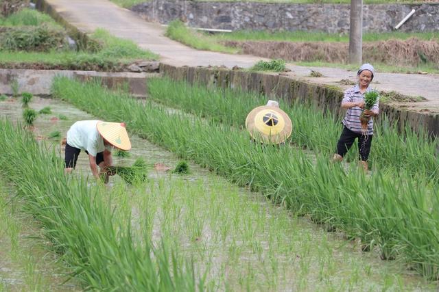 水稻制种
插秧
订单农村 