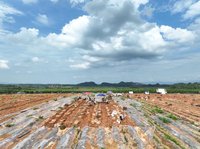 乡村振兴
道县
淮山药