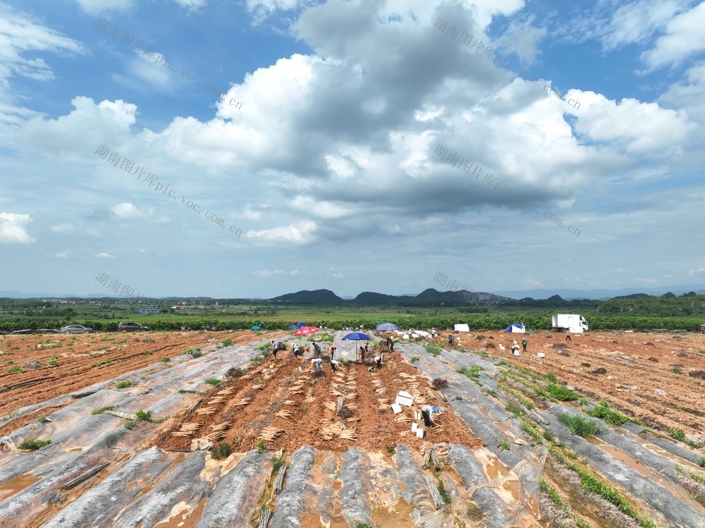乡村振兴
道县
淮山药