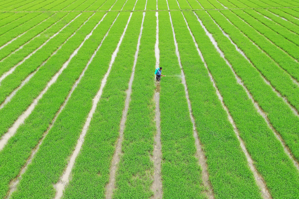 湖南，湘西，水稻，插秧，收尾阶段，农机，农时