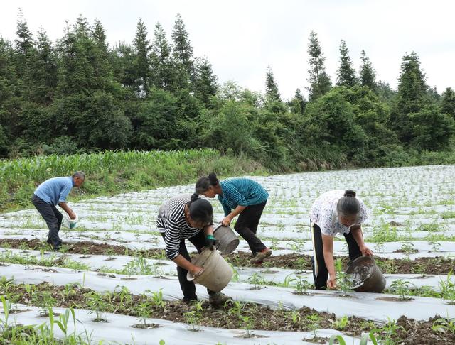 玉米套种辣椒    实现“一季双收”