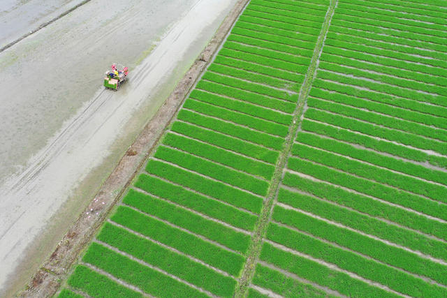 湖南，湘西，水稻，插秧，收尾阶段，农机，农时