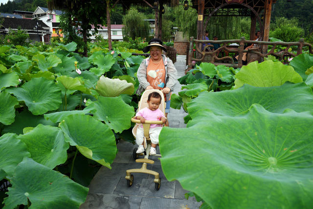 荷花 莲蓬 乡村  产业 游客