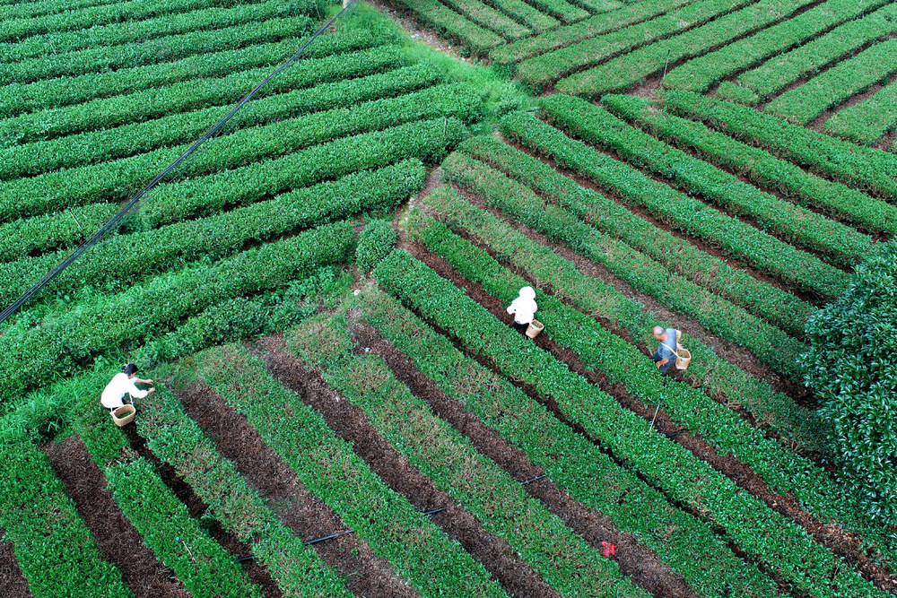 湖南桂东 夏茶 采摘 忙 玲珑王茶园