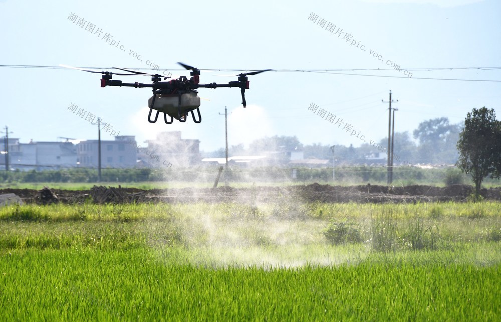 “飞防”管理夺丰收