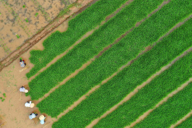 夏至时节农事忙