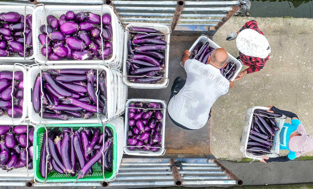 夏至
道县
农事