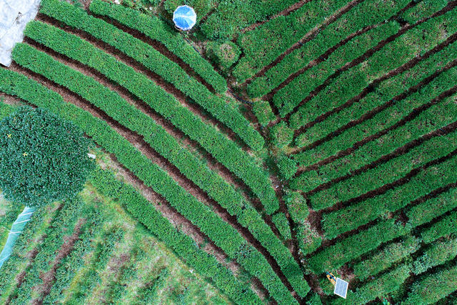 湖南桂东 夏茶 采摘 忙 玲珑王茶园