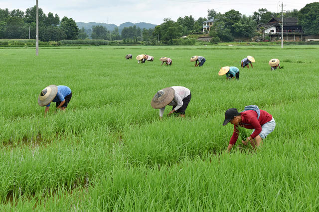 夏至农忙正当时