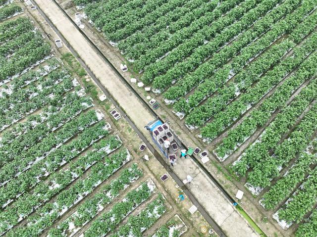 夏至
道县
农事