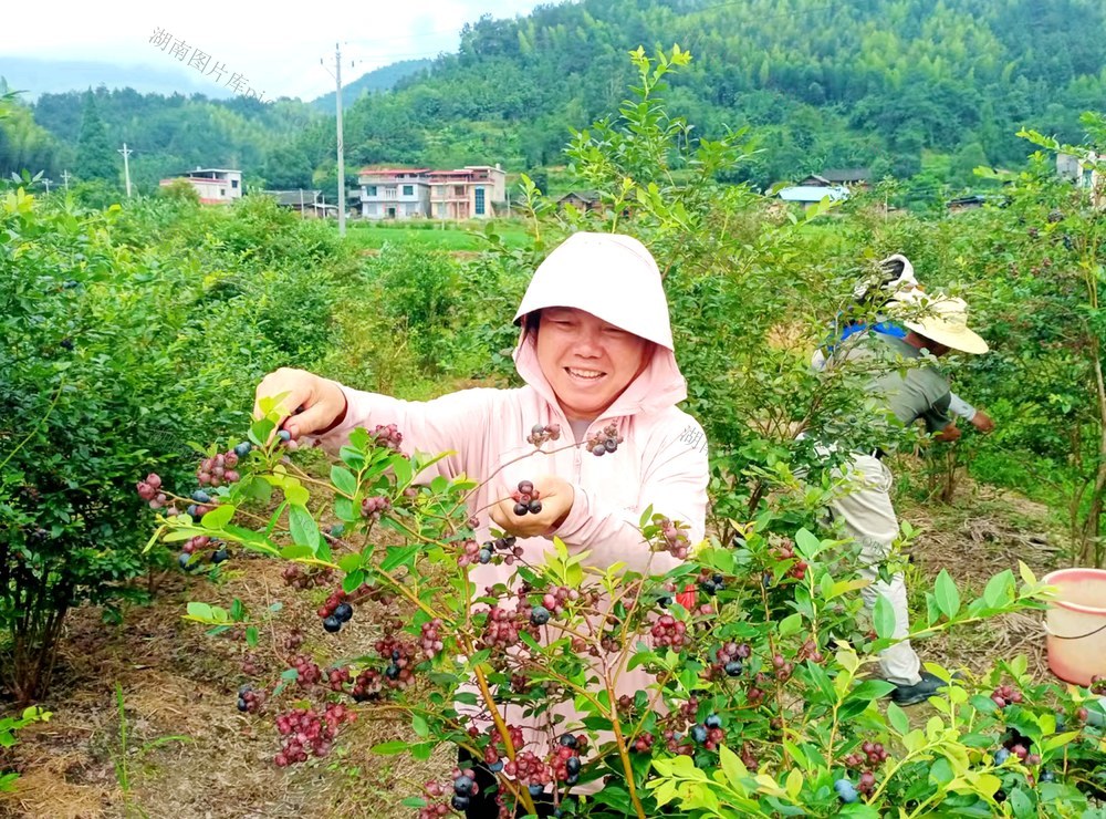 蓝莓 采摘 乐趣