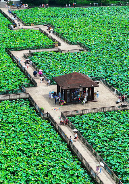 仲夏 ，荷花 荷塘 美景 游客