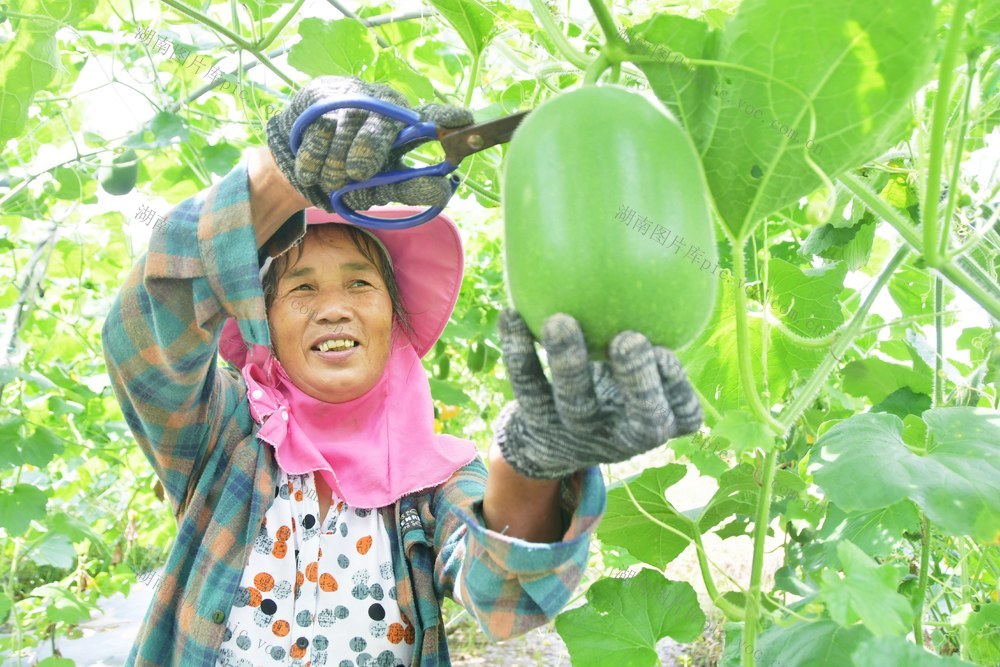 采摘冬瓜供应粤港澳