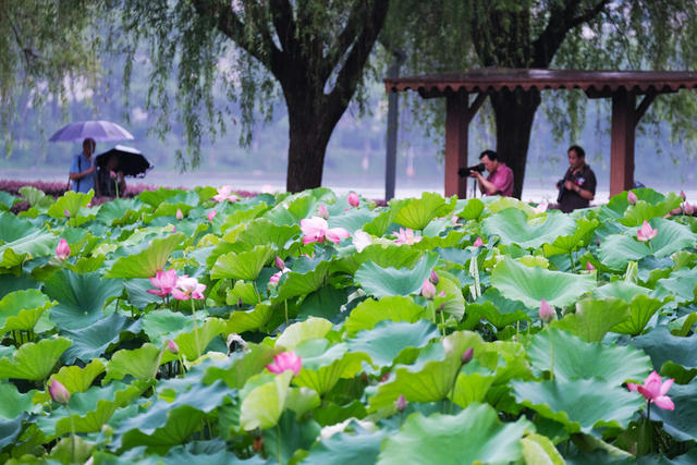 雨荷，年嘉湖，烈士公园