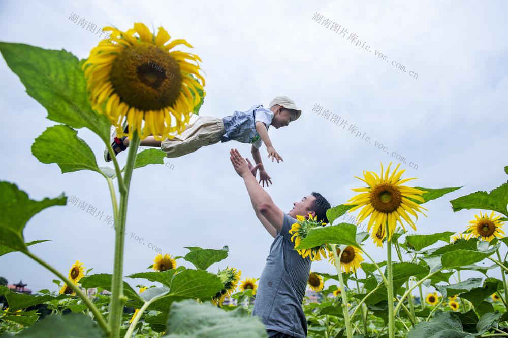 湖南娄底 向日葵花 游客 旅游 赏花经济