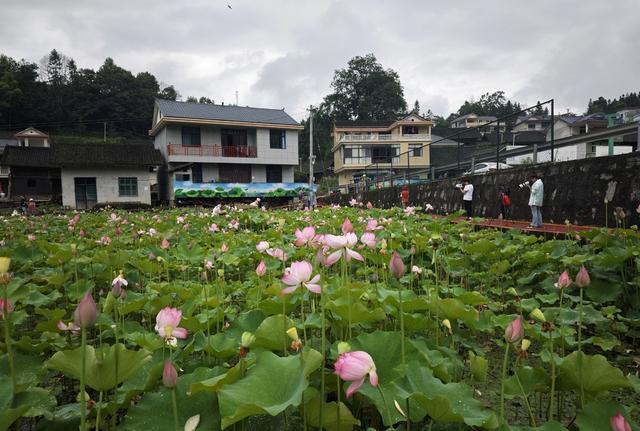 游客  吉首市  栗溪村  荷塘  观赏   荷花  市民 游客  