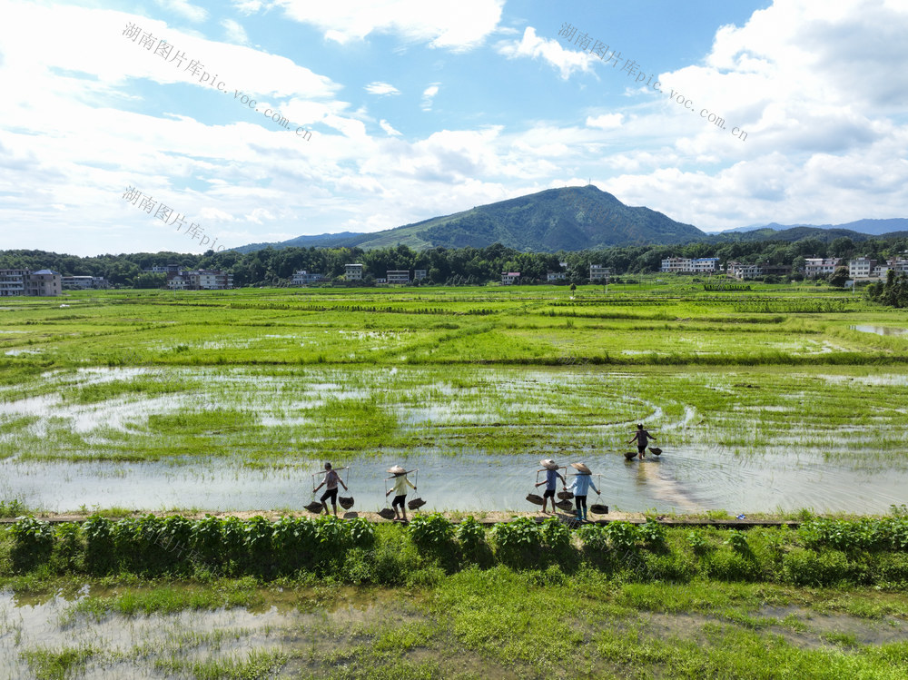 夏至 农事 三夏  夏种 夏管 插秧 农家有机肥