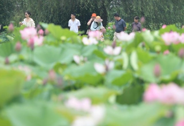 荷花
资兴
