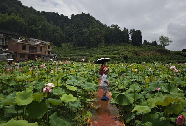 游客  吉首市  栗溪村  荷塘  观赏   荷花  市民 游客  