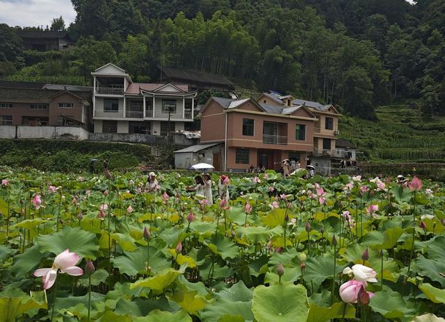 游客  吉首市  栗溪村  荷塘  观赏   荷花  市民 游客  
