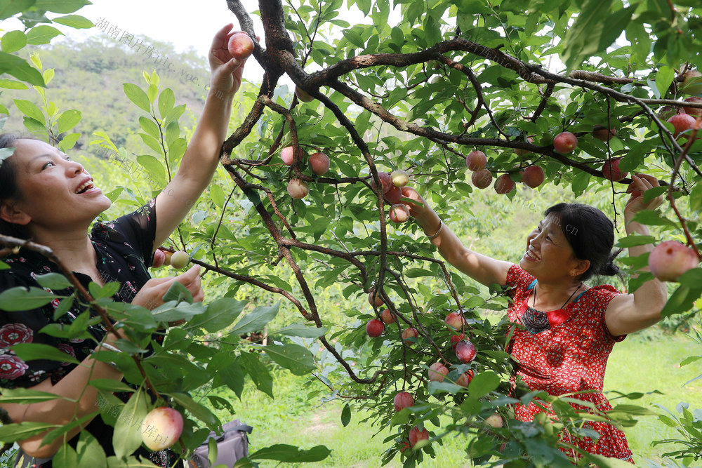 乡村 果园 游客 商标 采摘 发展 产业链

