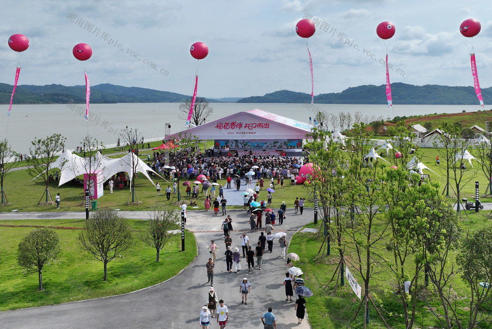 节会搭台 杨梅畅销