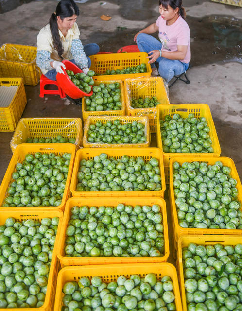 农业
道县
奈李