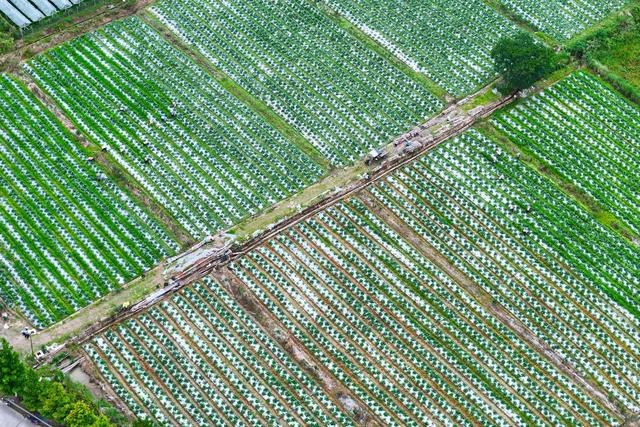 农忙、农产品、茄子、蔬菜管护、乡村、夏管