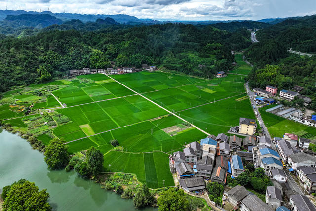生态 乡村 稻田 田园 绿 生机 活力 