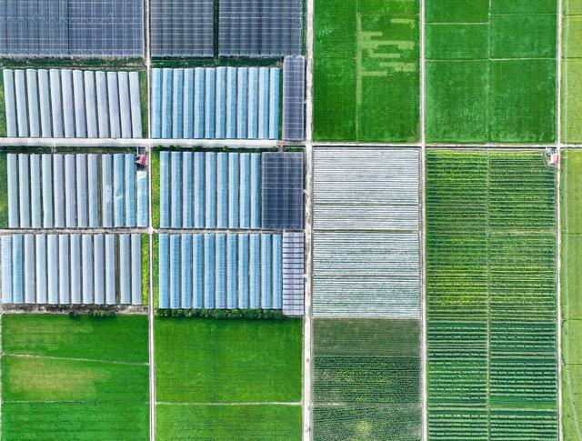 蔬菜
道县
田园