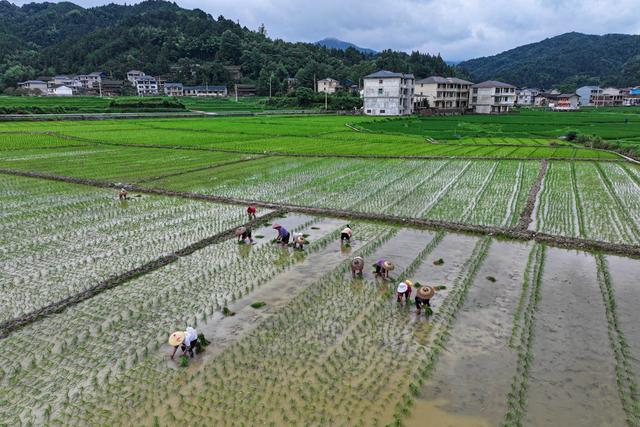 水稻 制种 产业 农民 产业链 企业