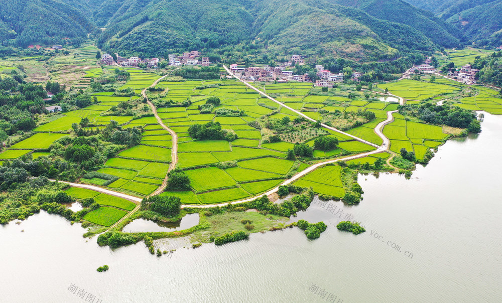 早稻  水稻  丰收  粮食  乡村