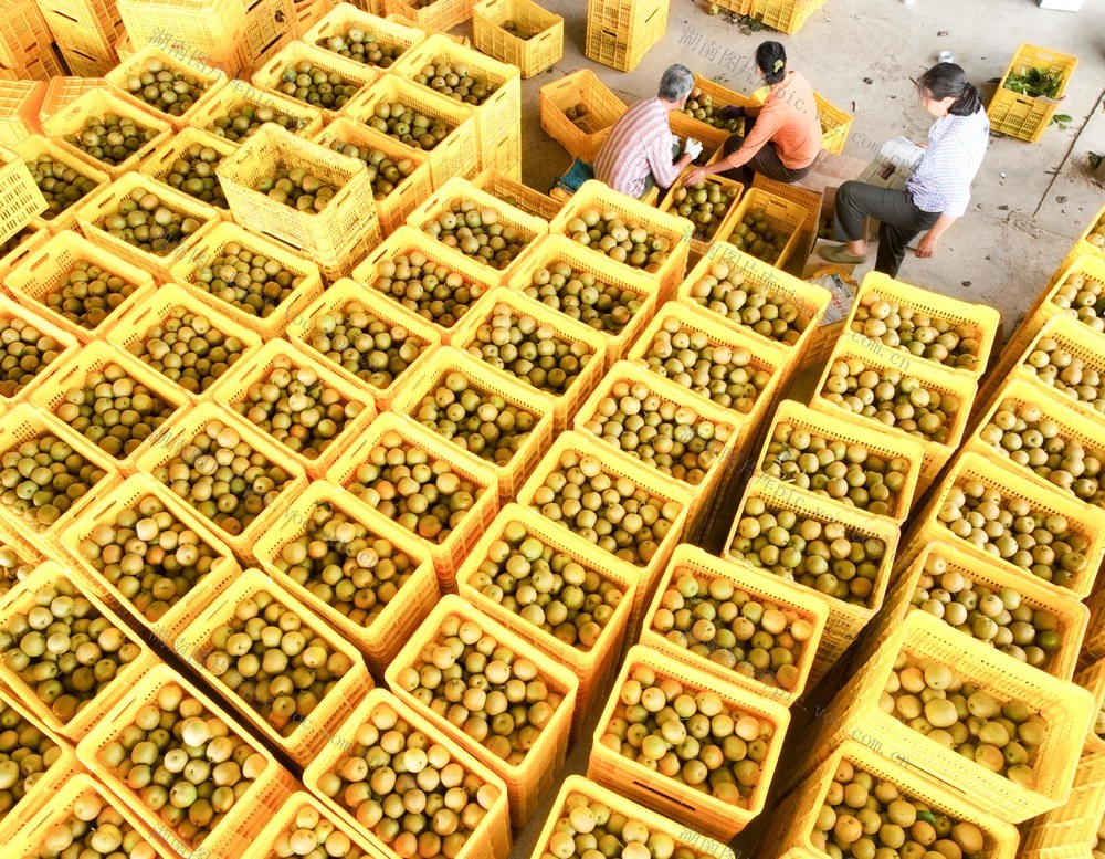 雪梨丰收 助农增收 江华