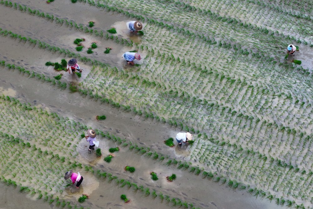 水稻 制种 产业 农民 产业链 企业