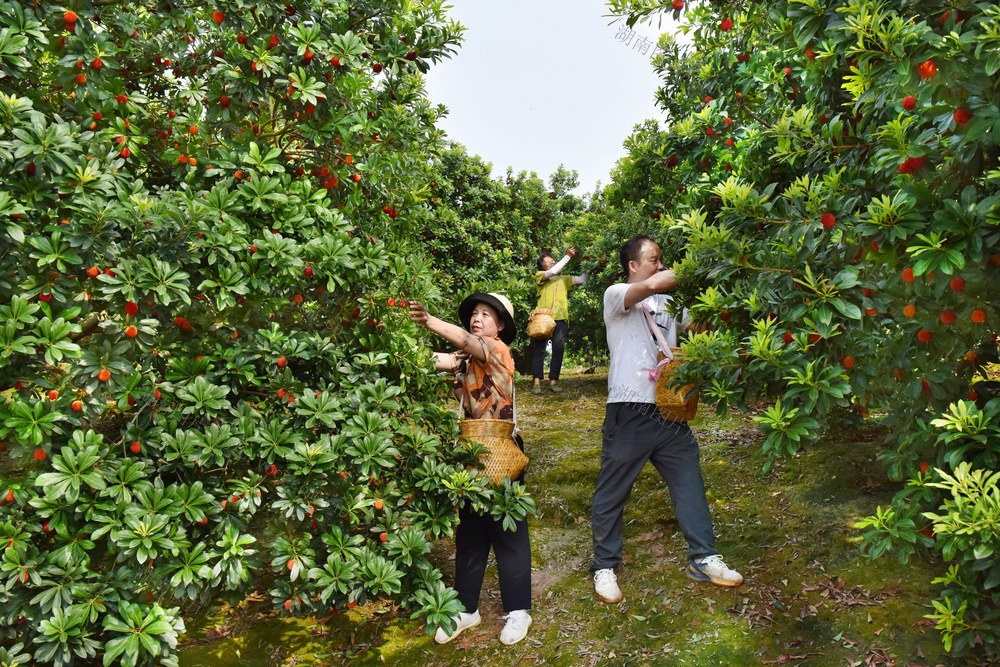 喜上“梅”梢采摘忙
2024年6月28日，洪江市托口镇阳荆村村民采摘东魁杨梅上市销售。近十年来，托口水电站库区二万多移民积极发展山上生态绿色产业，种植杨梅1.5万余亩，年产量达200多万公斤，已成为广大移民发展经济的支柱产业。通过“互联网+电商”平台建设，托口杨梅搭上了“电商+冷链物流”网络销售快车，保鲜畅销全国各地，实现梅农丰产增收。
 杨锡建 向华 摄