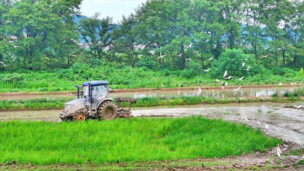 湖南  常宁  田间  劳作