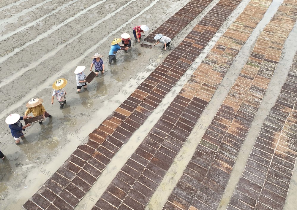 晚稻
道县
育秧
